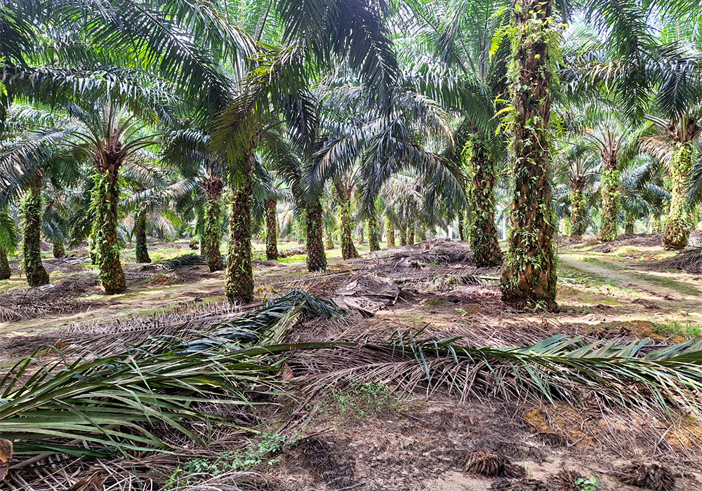 TANAH DI KAB. LABUHAN BATU SELATAN - WOFF764-1 - foto utama